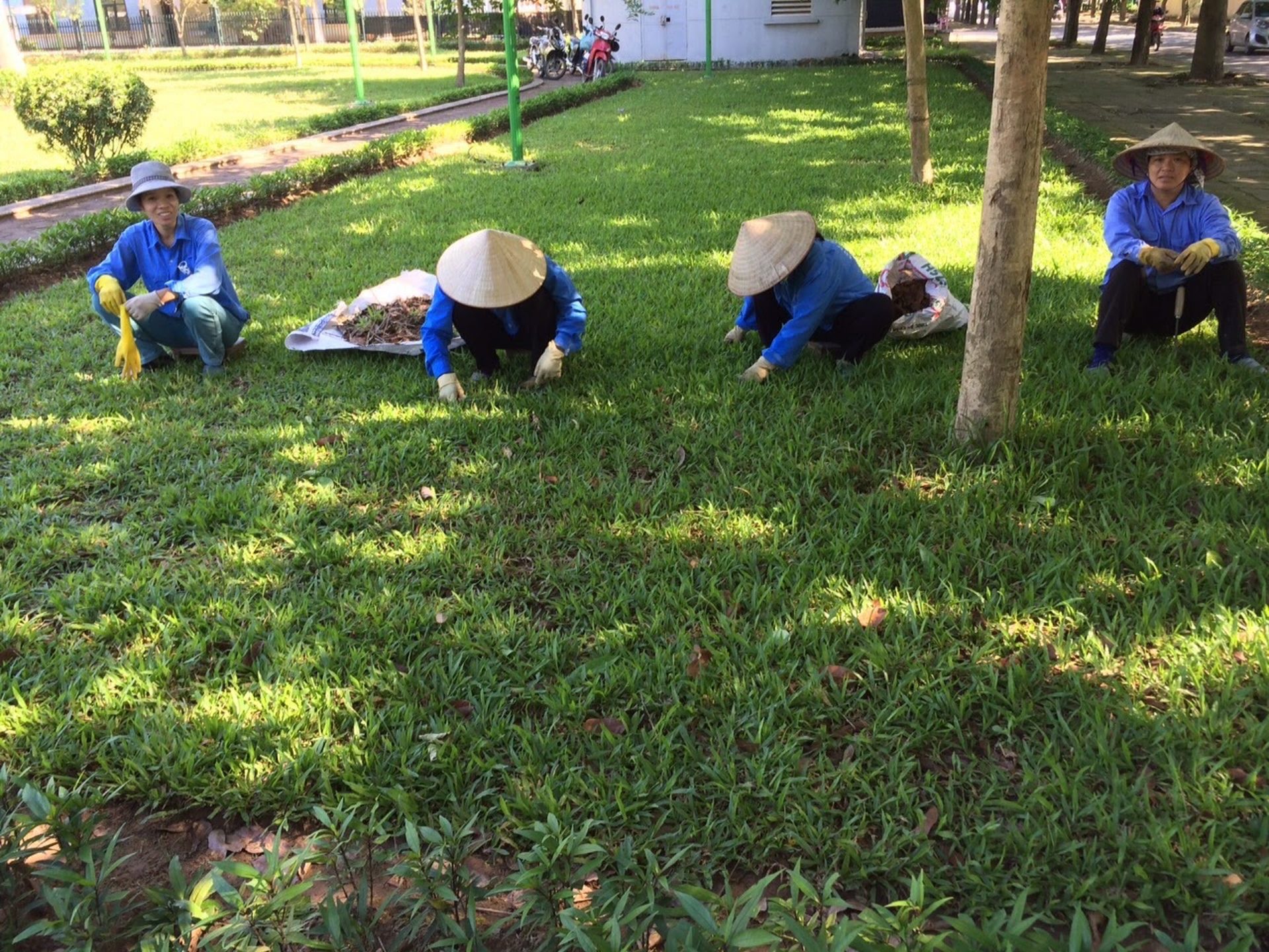 Trồng, chăm sóc cây xanh đô thị hiệu quả