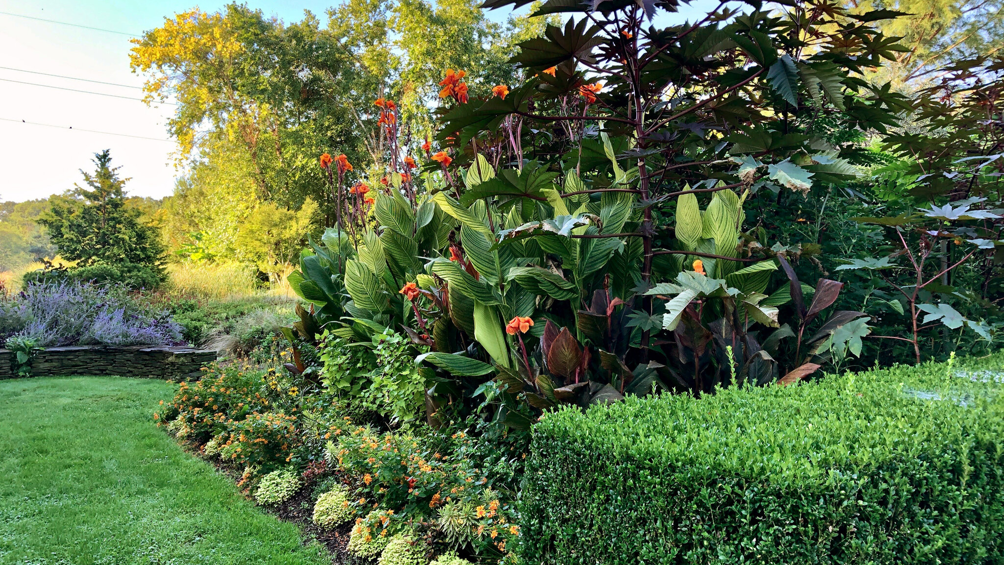 20+ Loại cây trồng sân vườn được yêu thích nhất 2022