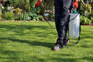 Kinh nghiệm chăm sóc cỏ tại sân vườn xanh đẹp