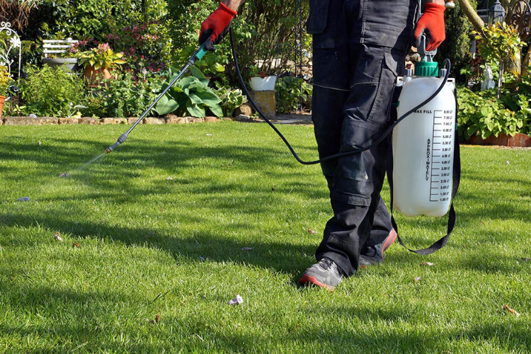 Kinh nghiệm chăm sóc cỏ tại sân vườn xanh đẹp