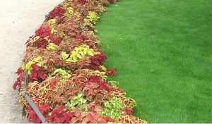 Kỹ thuật chăm sóc cây xanh đường viền mang lại cảnh quan đẹp