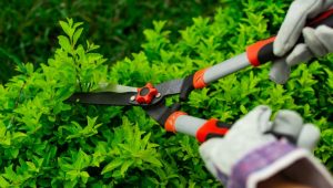 Đơn vị chăm sóc sân vườn ở TPHCM – uy tín, chất lượng