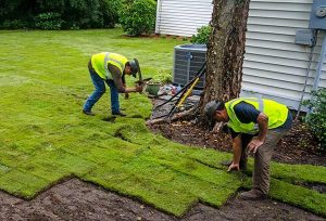 Đơn vị trồng cỏ tại TP.HCM