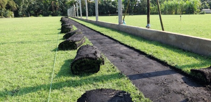 Lý do nên lựa chọn dịch vụ trồng cỏ giá rẻ tại TP.HCM