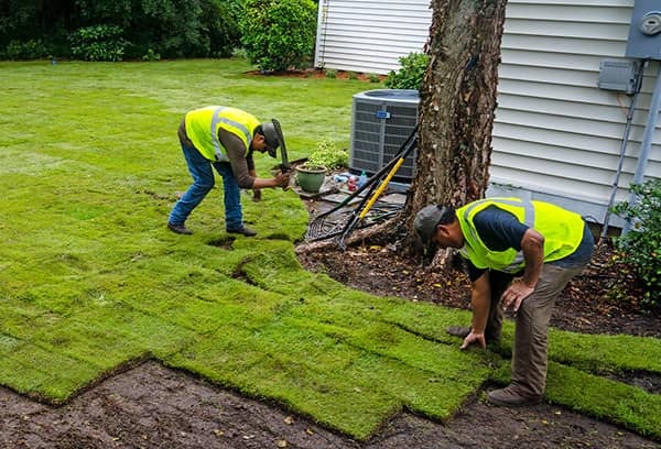 Đơn vị trồng cỏ tại TP.HCM