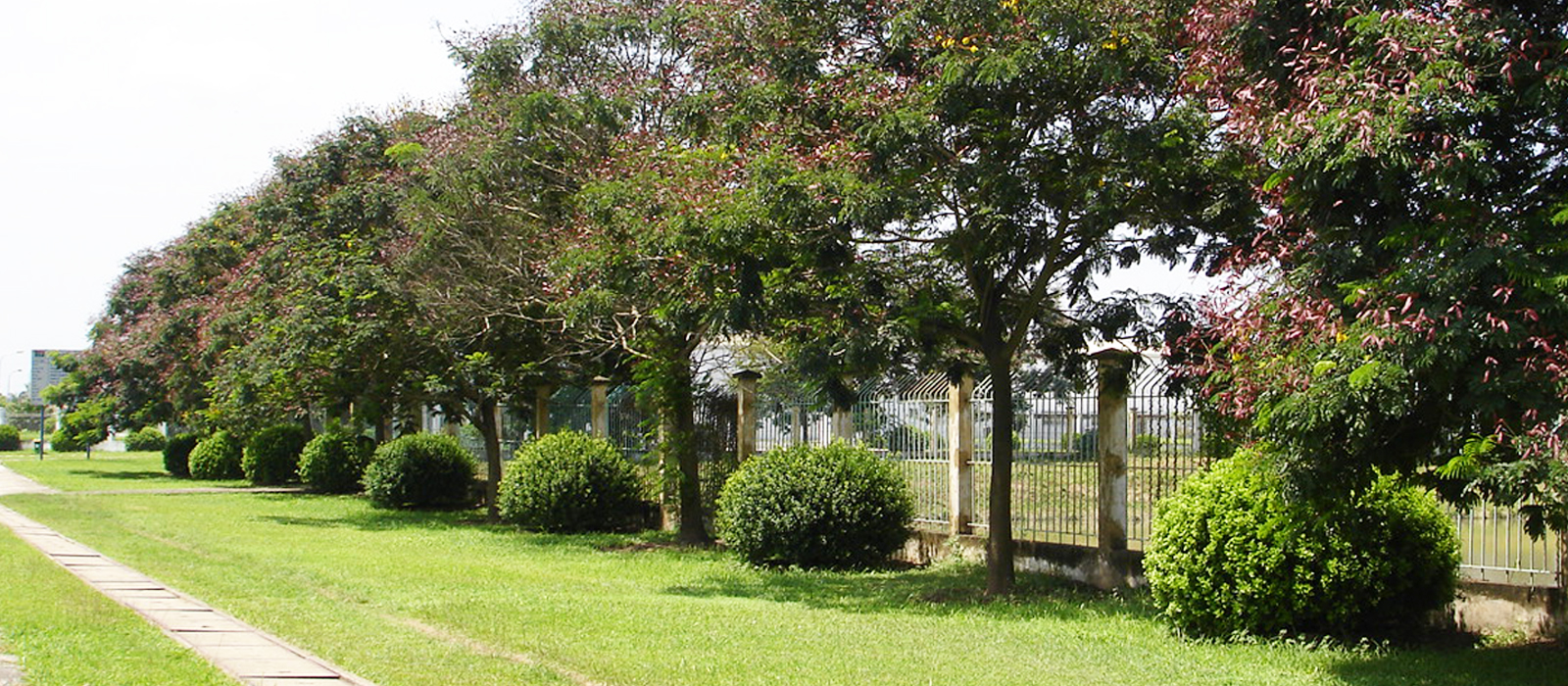 Đơn vị chuyên thi công cây xanh KCN tại TPHCM