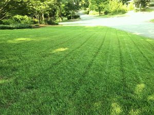 Công ty trồng cỏ KCN TP. HCM uy tín, chất lượng