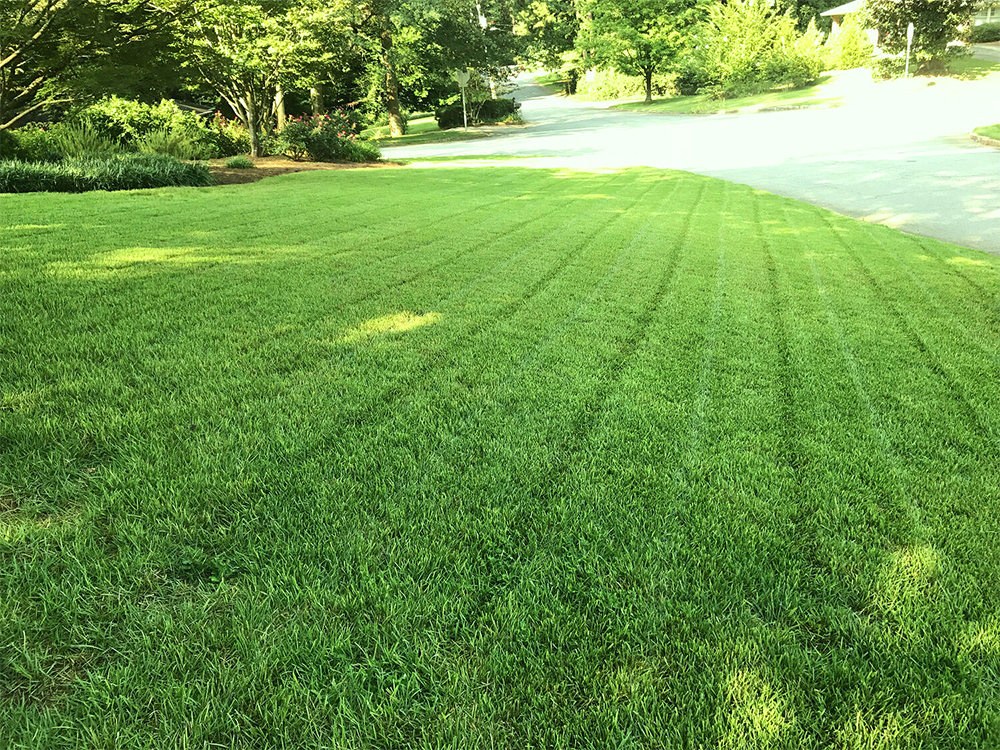 Công ty trồng cỏ KCN TP. HCM uy tín, chất lượng