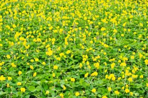 Dịch vụ trồng cỏ công trình ở TPHCM giá rẻ tại Lộc Nguyên