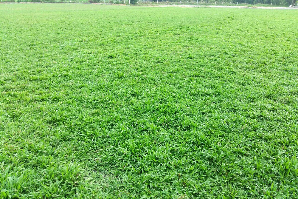 Dịch vụ trồng cỏ công trình tại Tp.HCM của Lộc Nguyên