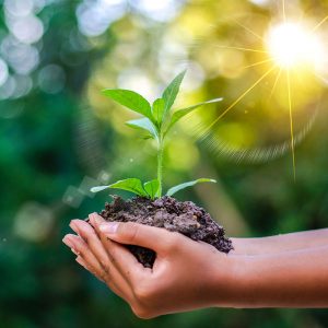 Tầm quan trọng của trồng cây xanh KCN ở TPHCM