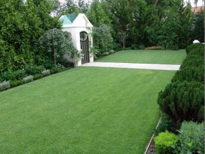 Đơn vị trồng cỏ Nhung Nhật tại TP.HCM uy tín, giá rẻ