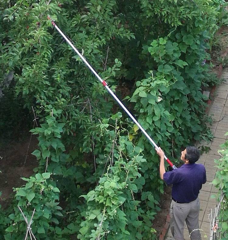 Dịch vụ cắt tỉa cây xanh ở Tân An Long An của Lộc Nguyên