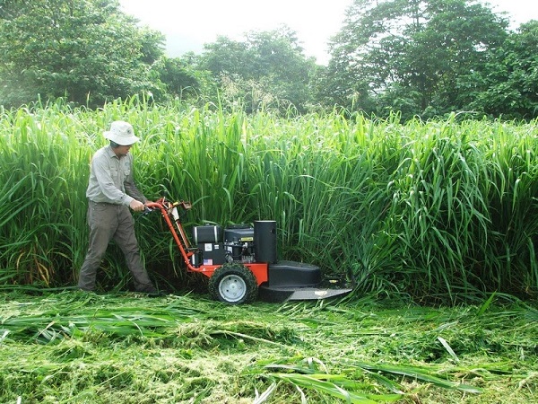 Lý do nên chọn dịch vụ cắt cỏ tại Long An của Lộc Nguyên thay vì các đơn vị khác