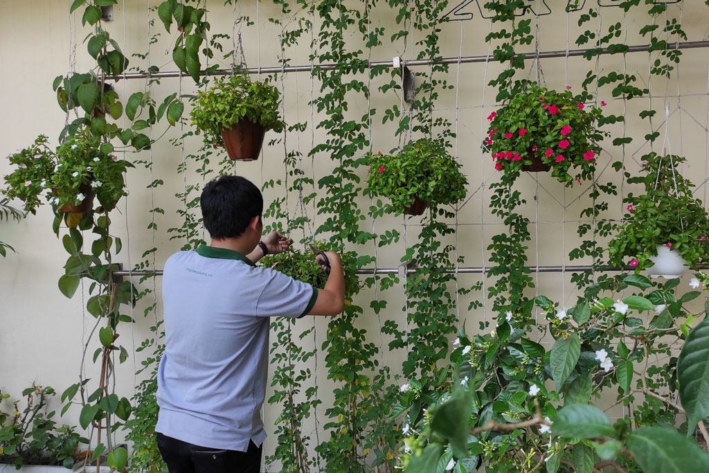 Ưu điểm nổi trội dịch vụ chăm sóc cây xanh Tân An Long An của Lộc Nguyên