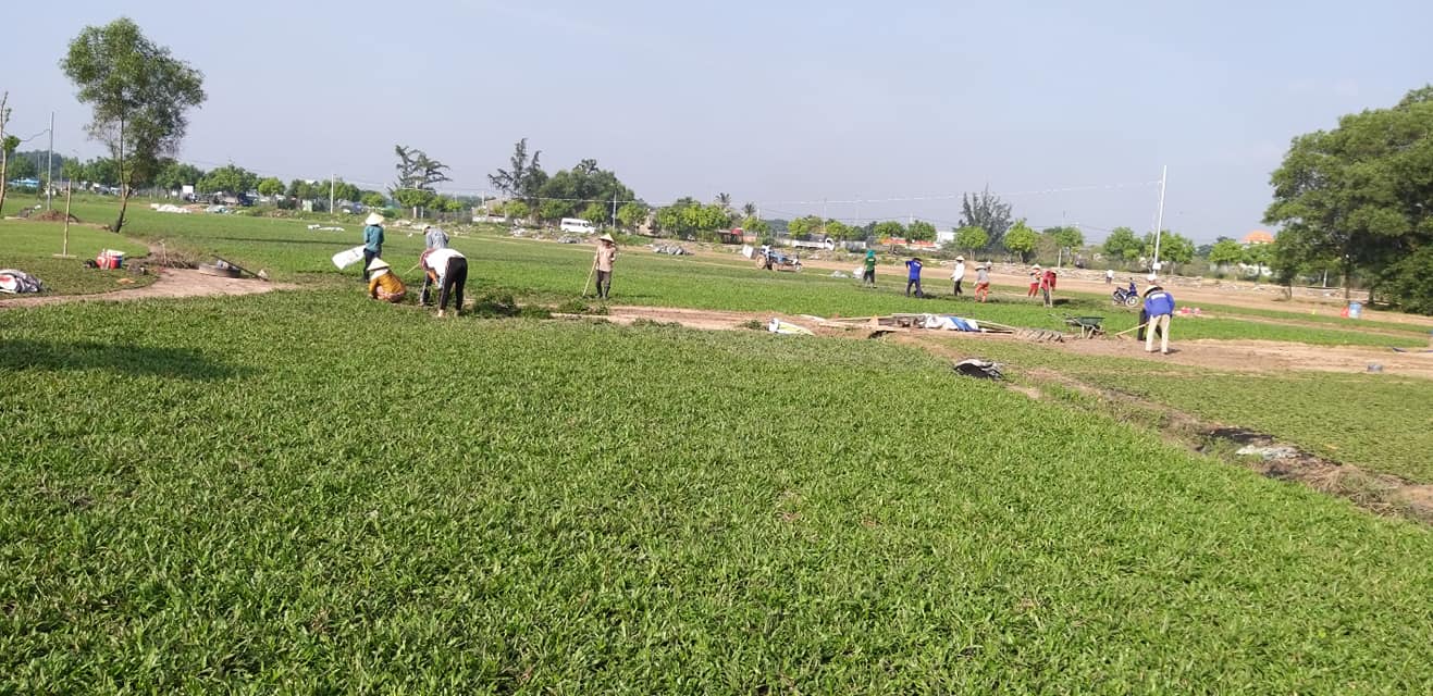 Dịch vụ trồng cỏ ở Tân An Long An