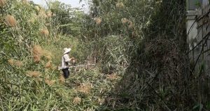 Đơn vị phát hoang cỏ dại ở Long An