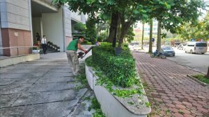 Dịch vụ chăm sóc cây xanh ở Kiến Tường Long An chuyên nghiệp