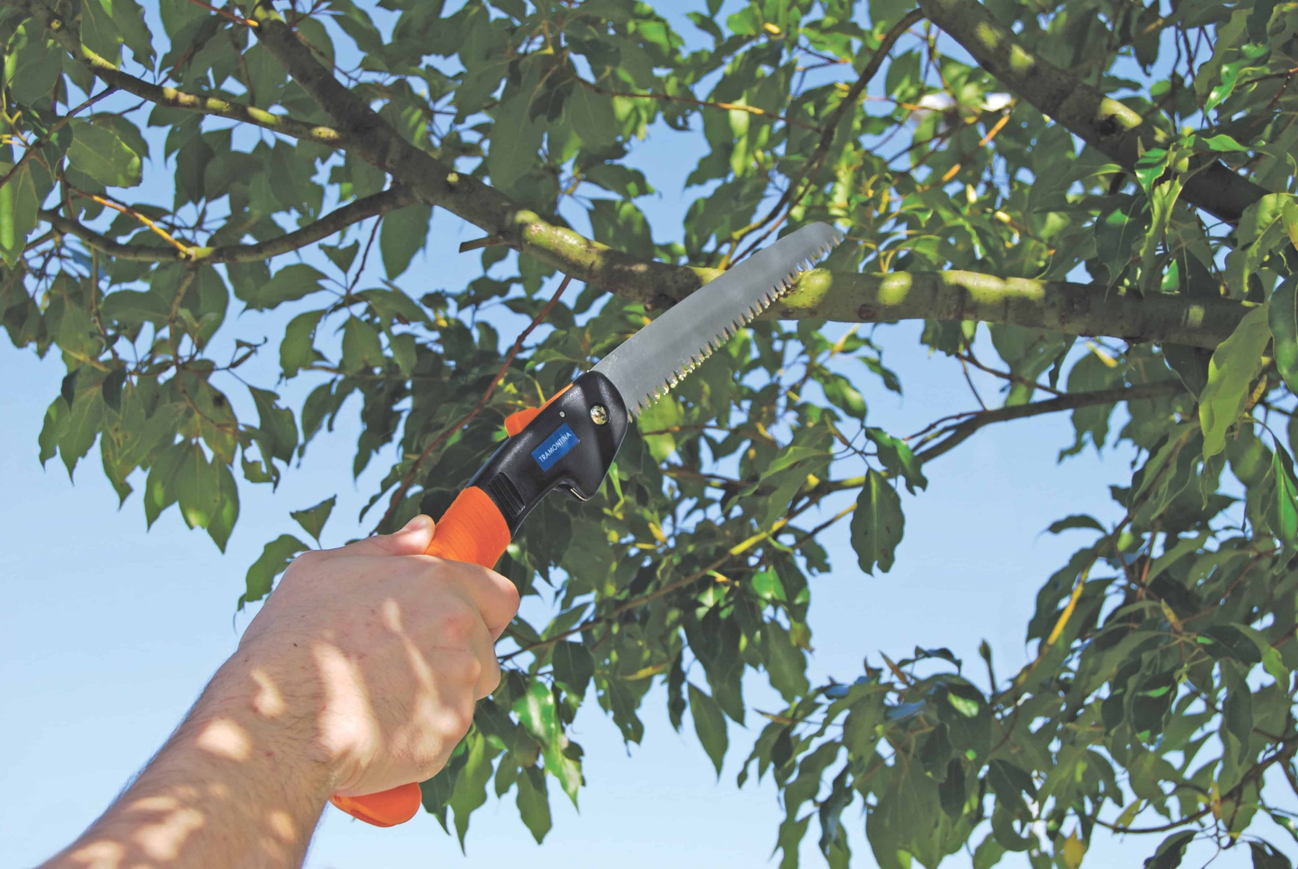 Dịch vụ cắt tỉa cây xanh ở Kiến Tường Long An chất lượng tại Lộc Nguyên