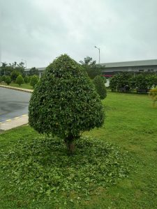 Dịch vụ cắt tỉa cây xanh ở Kiến Tường Long An