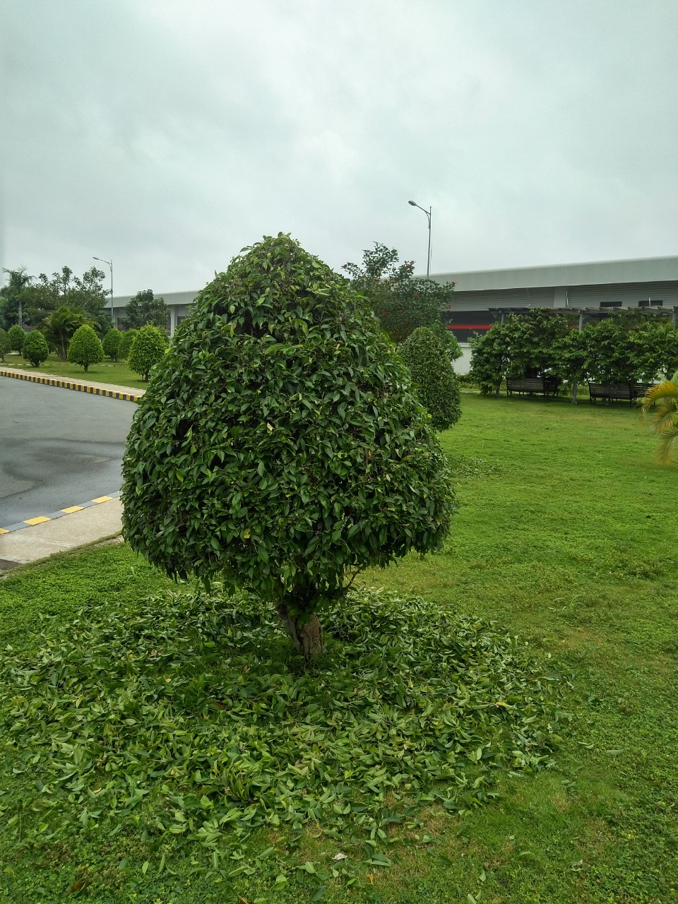 Dịch vụ cắt tỉa cây xanh ở Kiến Tường Long An