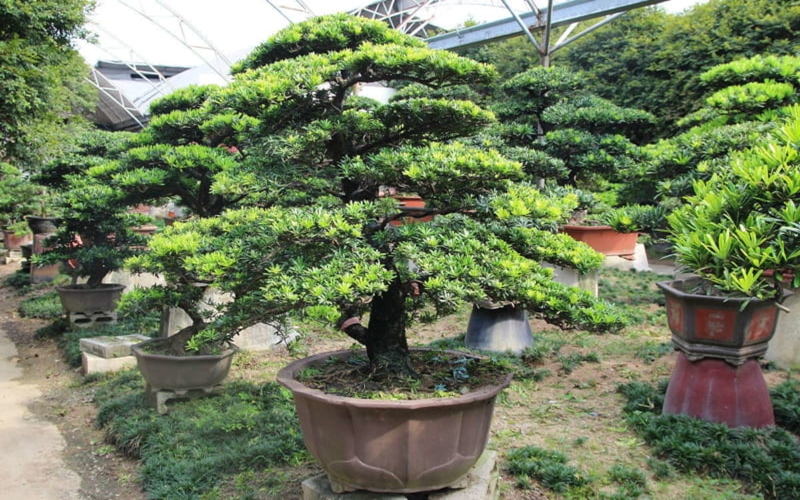 Dịch vụ cây xanh tại Kiến Tường Long An