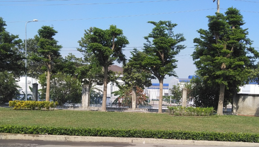 Các gói dịch vụ chăm sóc cây xanh của Lộc Nguyên