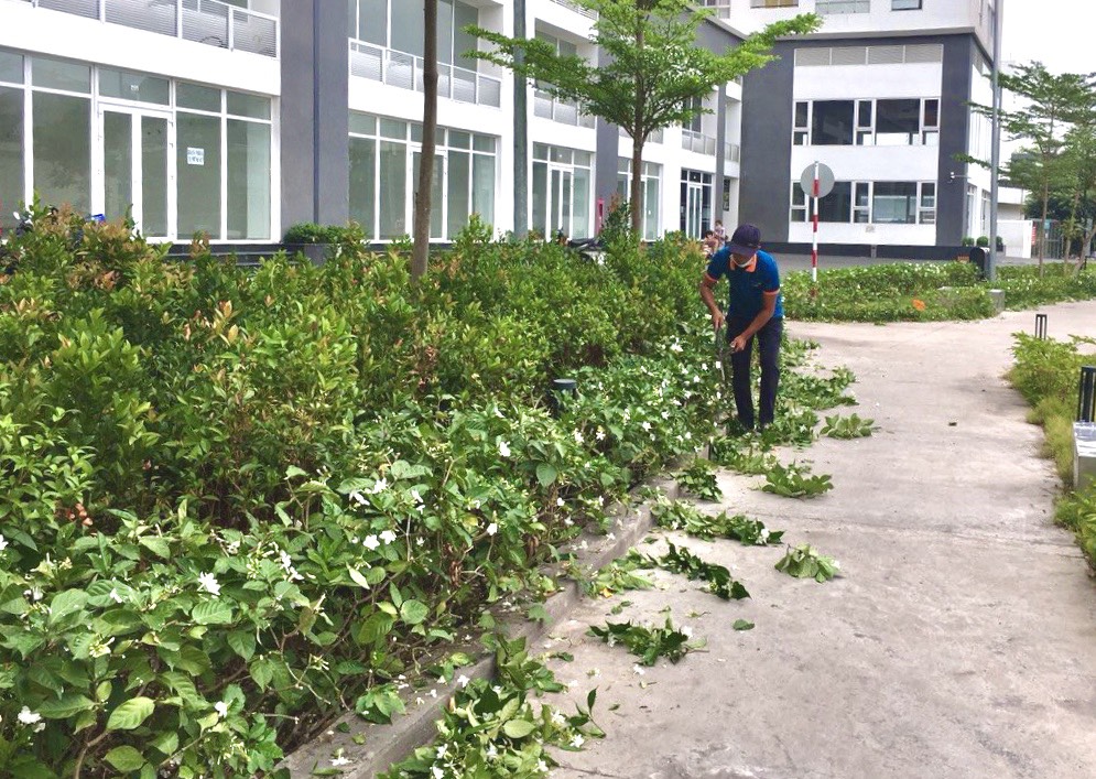 Dịch vụ cây xanh tại Bến Lức Long An