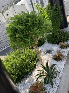 Dịch vụ trồng cây xanh ở Bến Lức Long An