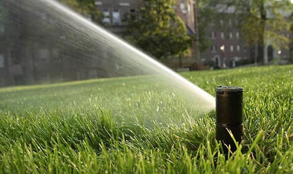 Các loại cỏ được triển khai trong dịch vụ trồng cỏ của Lộc Nguyên