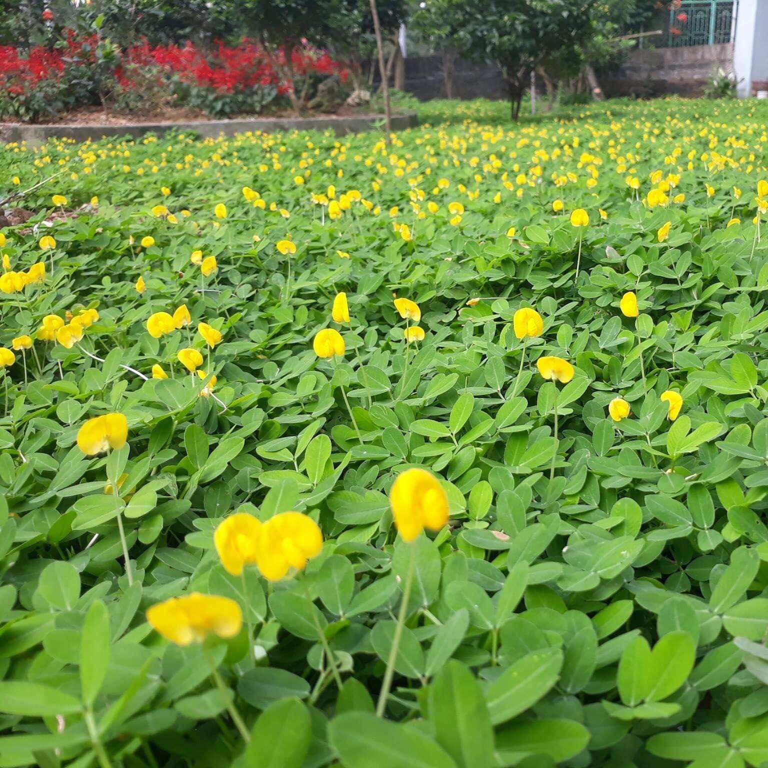 Dịch vụ trồng cỏ ở Bến Lức Long An