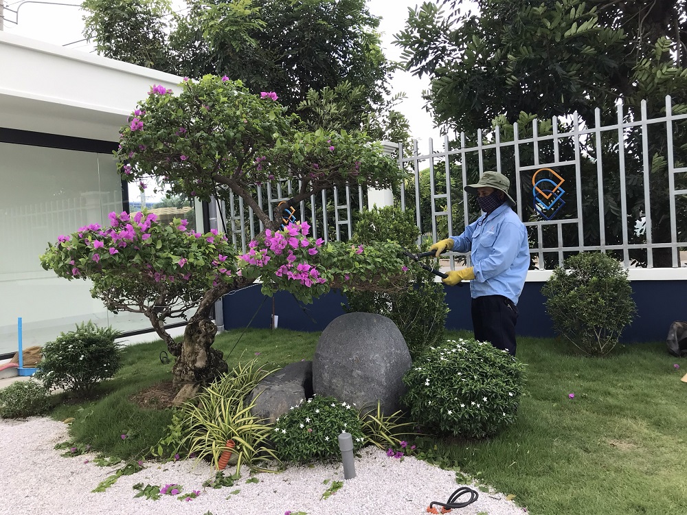 dịch vụ cắt tỉa cây cảnh của Lộc Nguyên tại Thủ Thừa Long An