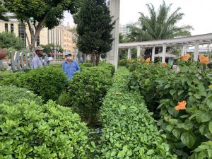 Dịch vụ cắt tỉa cây xanh tại Thủ Thừa Long An