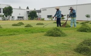 Dịch vụ phát cỏ hoang tại Bến Lức Long An