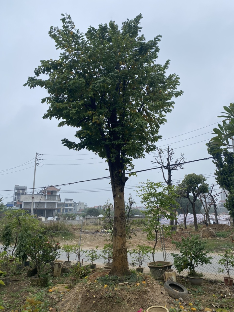 Lộc Nguyên - Đơn vị trồng cây xanh uy tín, chất lượng tại Cần Giuộc Long An