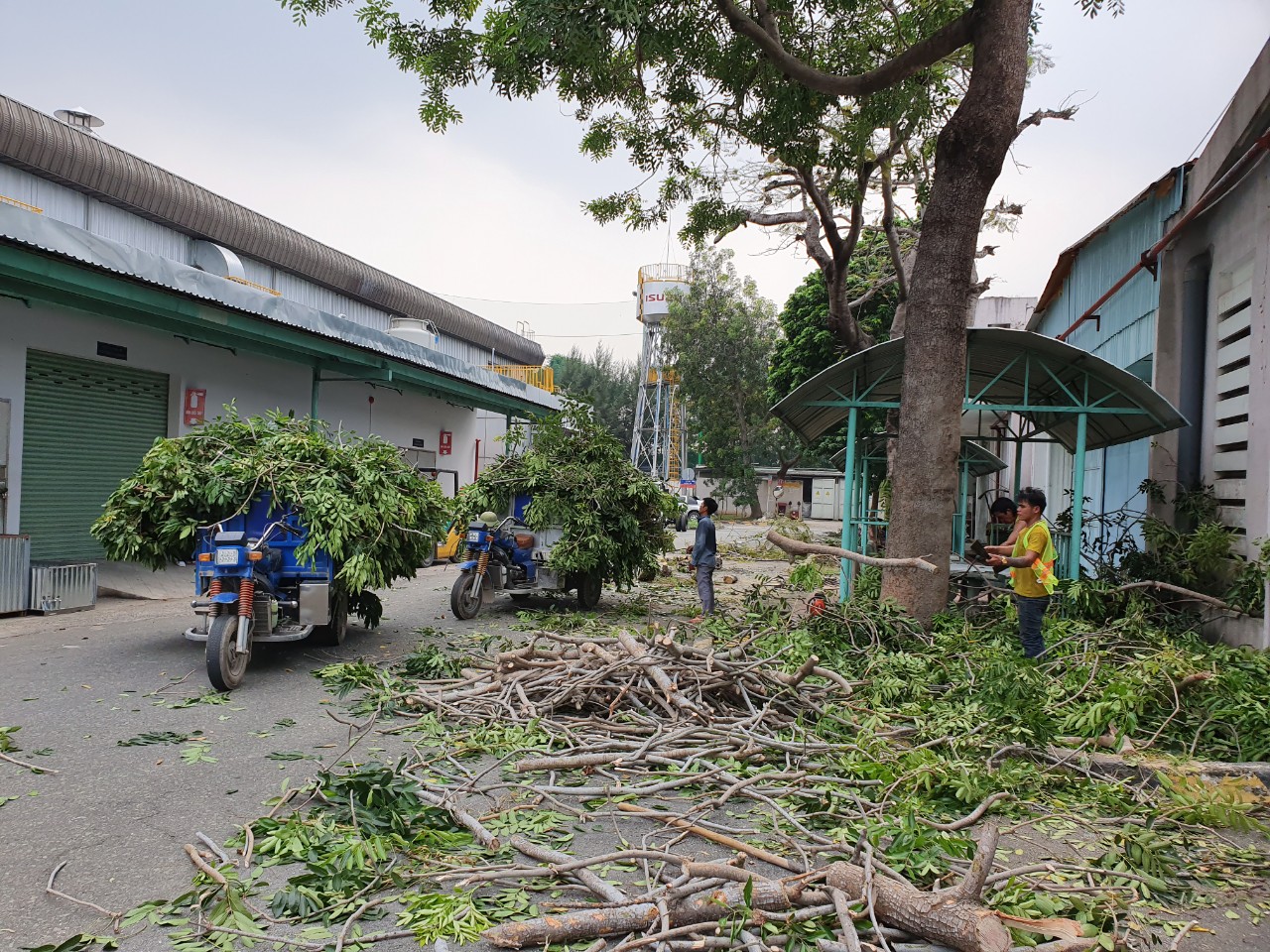 Khi nào thì cây xanh cần cắt tỉa?