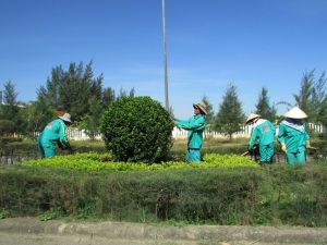 Dịch vụ chăm sóc cây xanh tại Châu Thành, Long An