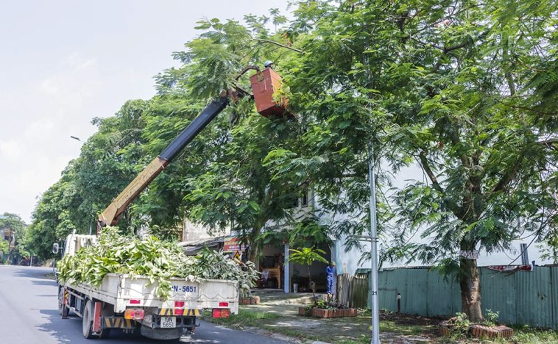 Dịch vụ cắt tỉa cây xanh ở Cần Đước Long An uy tín