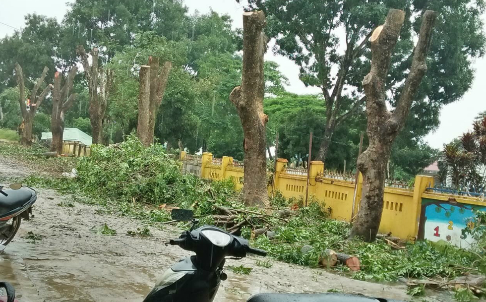 Dịch vụ cắt tỉa cây xanh ở Cần Đước Long An