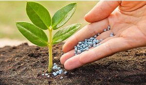 Dịch vụ chăm sóc cây xanh ở Cần Đước Long An