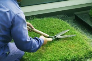 Dịch vụ cắt cỏ ở Châu Thành Long An uy tín