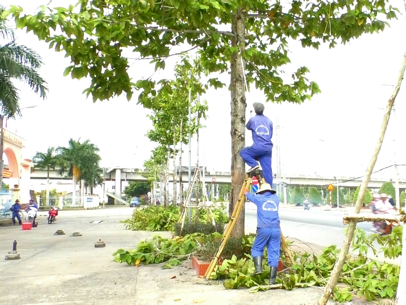 Dịch vụ cắt tỉa cây xanh tại Châu Thành, Long An chuyên nghiệp