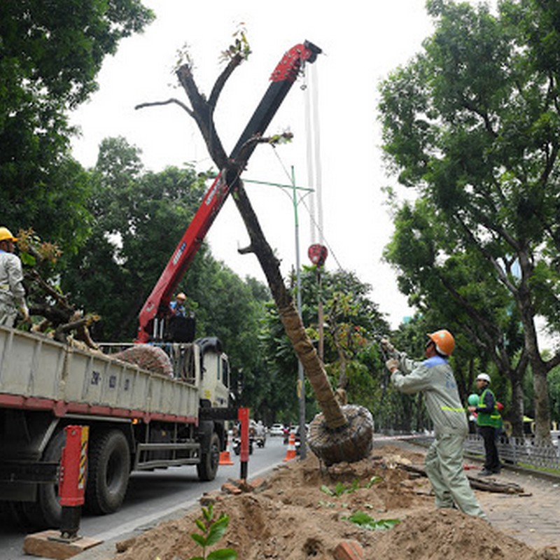 Dịch vụ trồng cây xanh tại Tân Trụ, Long An hiệu quả