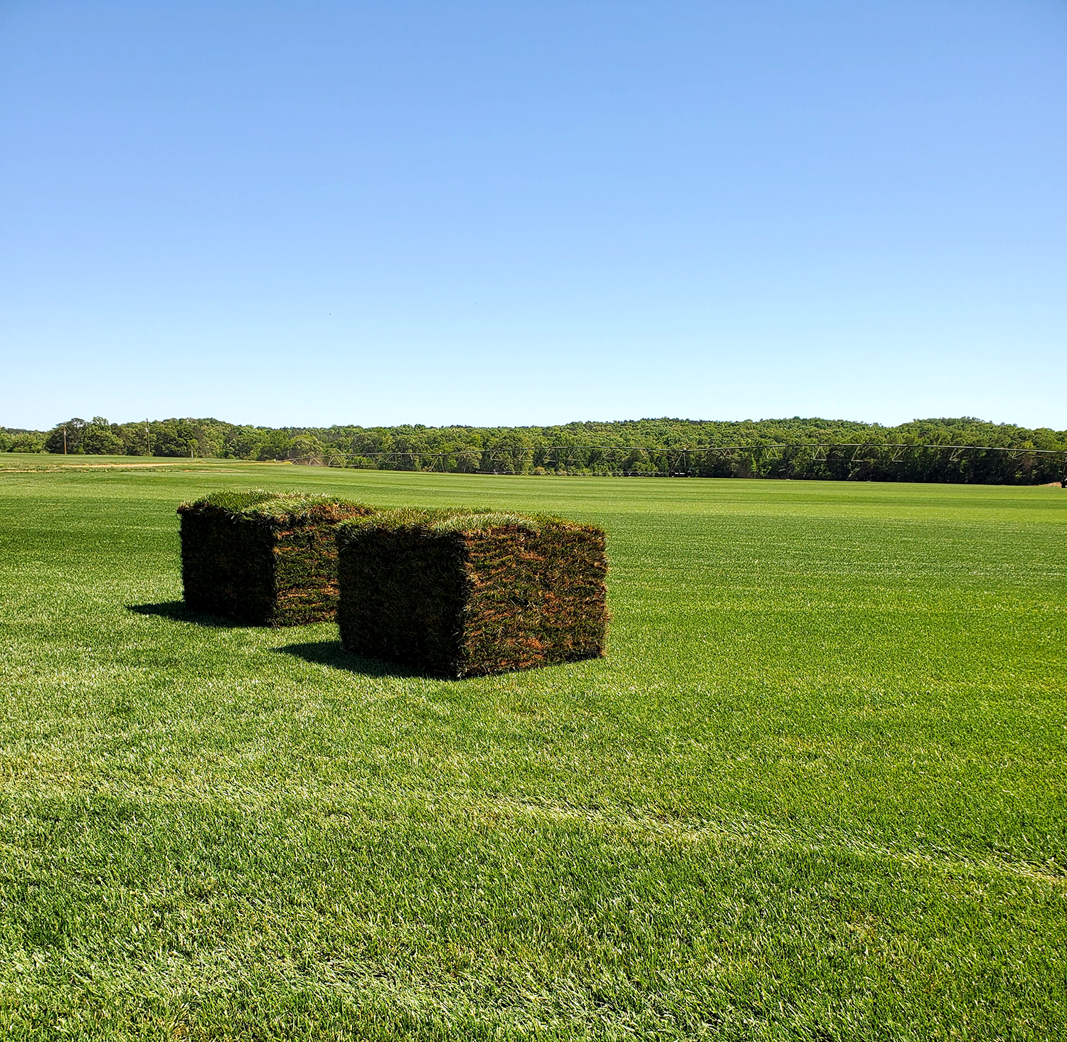Tại sao nên sử dụng dịch vụ trồng cỏ tại Tân Trụ Long An của Lộc Nguyên?