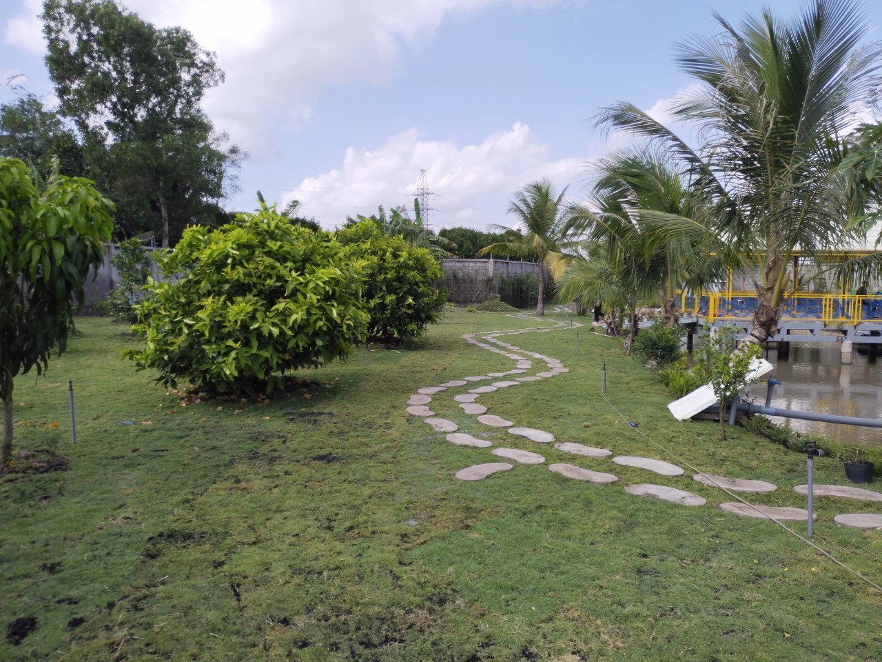 Dịch vụ trồng cỏ tại Tân Trụ, Long An giá tốt nhất thị trường