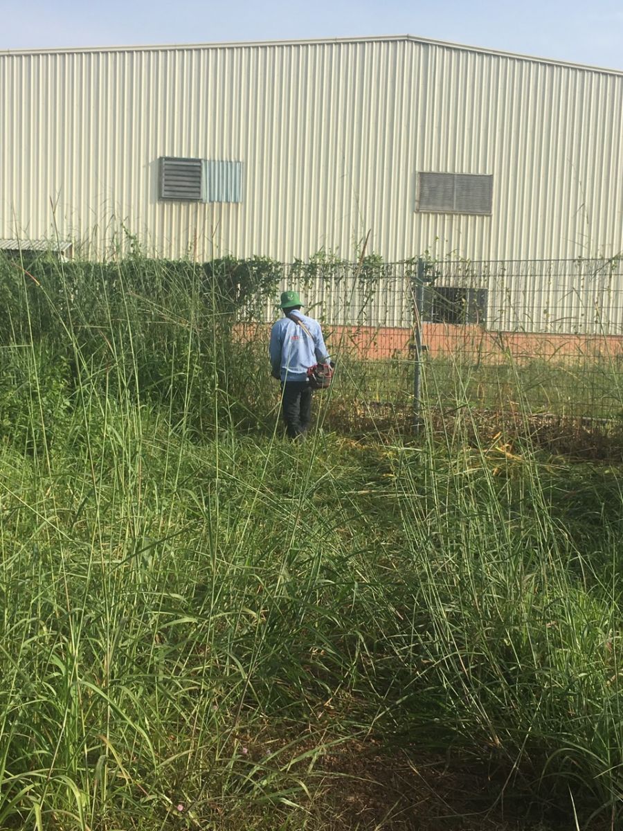 Dịch vụ phát cỏ hoang ở Châu Thành Long An của Lộc Nguyên có điều gì đặc biệt?