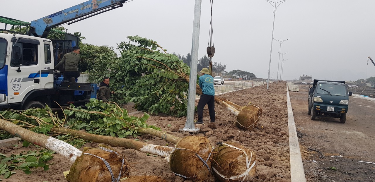 Ưu điểm vượt trội của dịch vụ trồng cây xanh tại Châu Thành, Long An của Lộc Nguyên