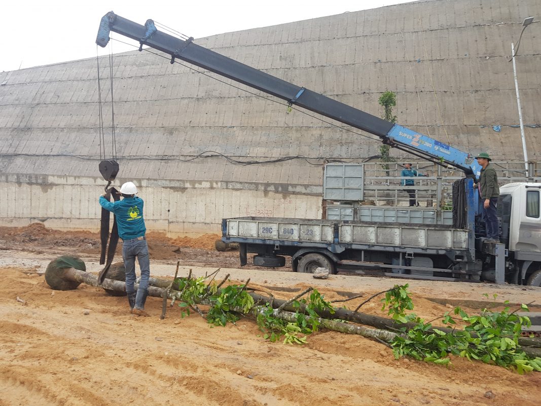 Lợi ích của việc trồng cây xanh tại Châu Thành, Long An