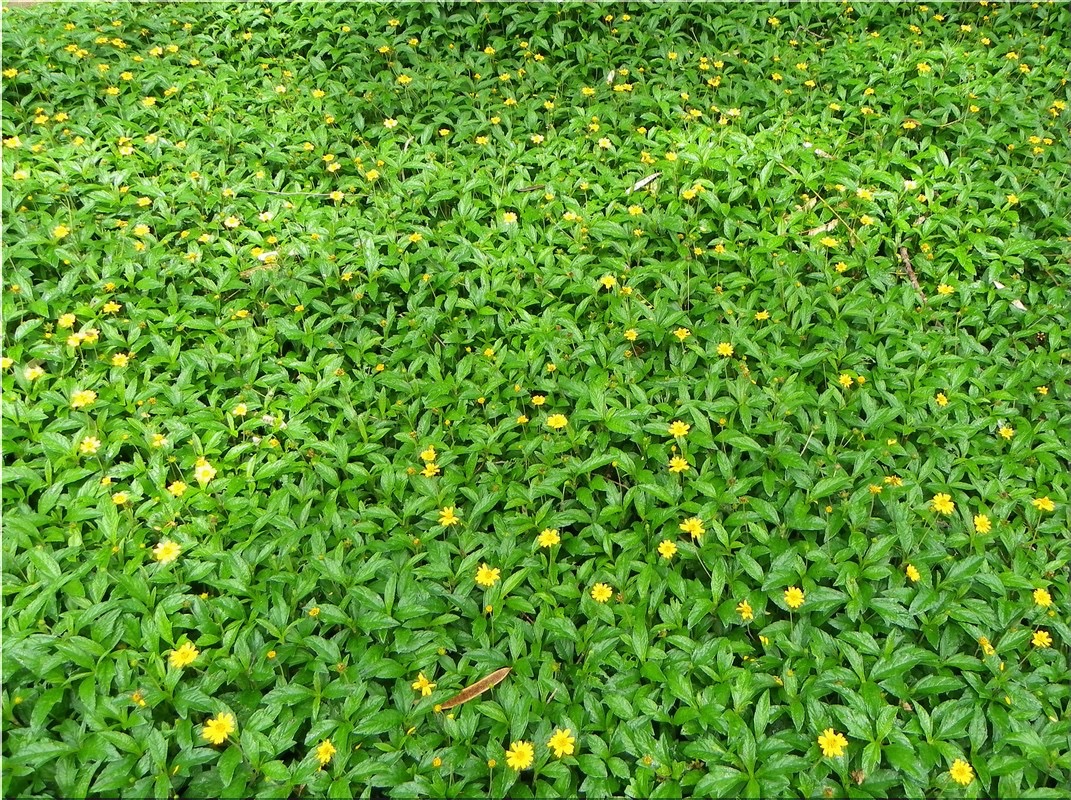 Lộc Nguyên cung cấp những hình thức trồng cỏ nào?