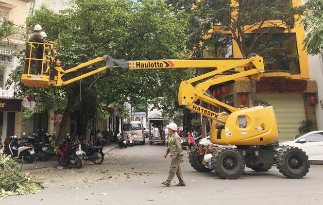 Đơn vị cắt tỉa cây xanh ở Đức Hoà Long An uy tín chất lượng